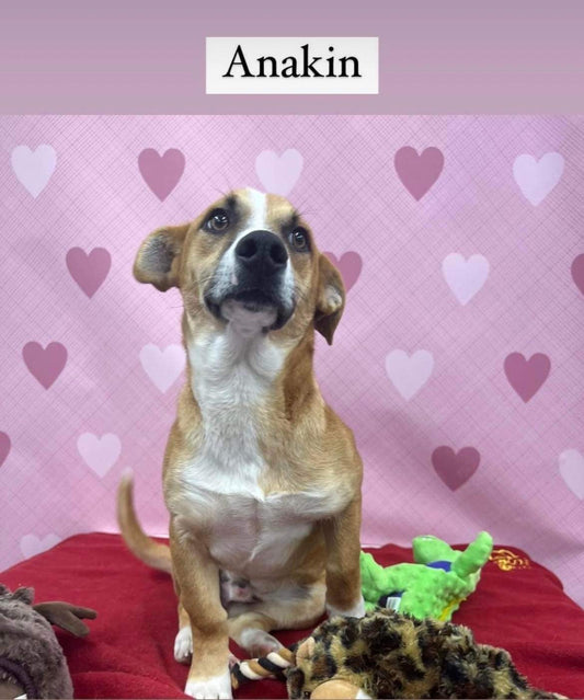 Zen Treats Animal Rescue Stories
